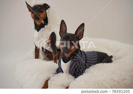 Dog Miniature Pinscher wedding dress photo Dog Miniature Pinscher wedding dress photo 76501205