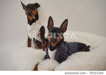 狗微型杜賓犬婚紗照 76501206