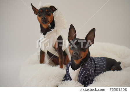 狗微型杜賓犬婚紗照 狗微型杜賓犬婚紗照 76501208