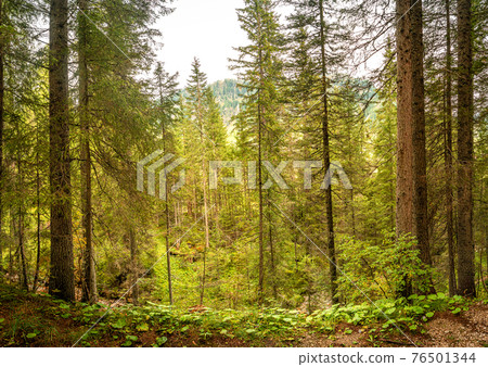 Magical forest in Dolomites at Autumn, South Tyrol, Italy Magical forest in Dolomites at Autumn, South Tyrol, Italy 76501344