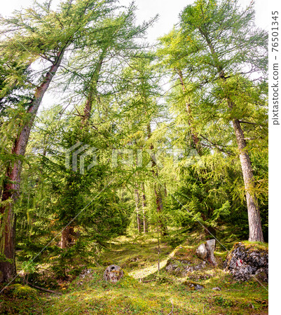 Magical forest in Dolomites at Autumn, South Tyrol, Italy Magical forest in Dolomites at Autumn, South Tyrol, Italy 76501345