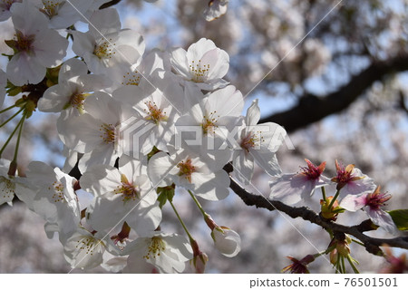 Cherry Blossoms	 76501501