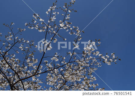 Cherry Blossoms	 76501541