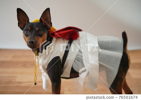 小狗迷你杜賓犬入學典禮一年級書包照片 76501674