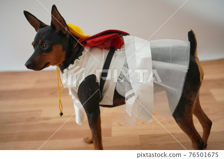 小狗迷你杜賓犬入學典禮一年級書包照片 小狗迷你杜賓犬入學典禮一年級書包照片 76501675