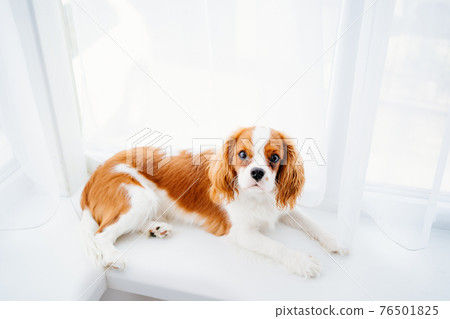 Cavalier King Charles Spaniel - a breed of companion dogs on the windowsill. 76501825