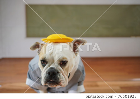 Dog Bulldog Entrance Ceremony 1st Grade School Bag Photo Dog Bulldog Entrance Ceremony 1st Grade School Bag Photo 76501925