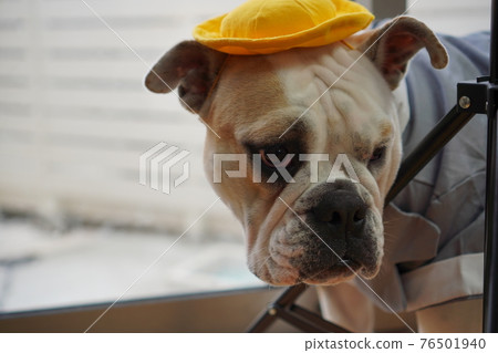 狗鬥牛犬入學典禮一年級書包照片 76501940