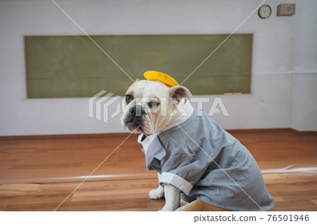 Dog Bulldog Entrance Ceremony 1st Grade School Bag Photo 76501946