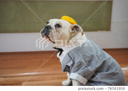 Dog Bulldog Entrance Ceremony 1st Grade School Bag Photo 76501950