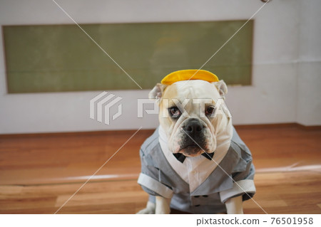Dog Bulldog Entrance Ceremony 1st Grade School Bag Photo 76501958