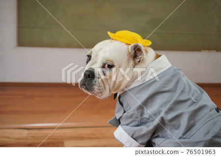 狗鬥牛犬入學典禮一年級書包照片 76501963