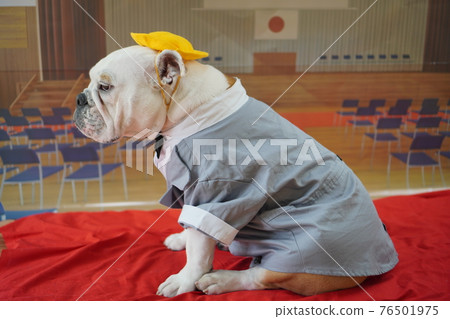 Dog Bulldog Entrance Ceremony 1st Grade School Bag Photo 76501975