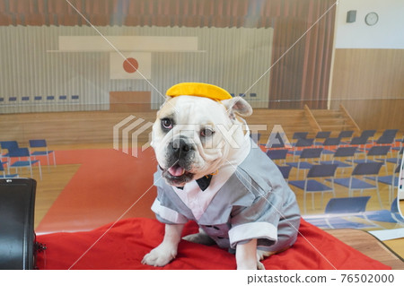 狗鬥牛犬入學典禮一年級書包照片 狗鬥牛犬入學典禮一年級書包照片 76502000