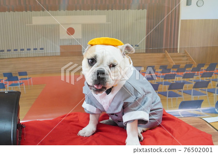 Dog Bulldog Entrance Ceremony 1st Grade School Bag Photo Dog Bulldog Entrance Ceremony 1st Grade School Bag Photo 76502001