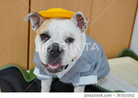 Dog Bulldog Entrance Ceremony 1st Grade School Bag Photo Dog Bulldog Entrance Ceremony 1st Grade School Bag Photo 76502002