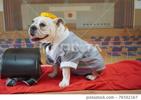 Dog Bulldog Entrance Ceremony 1st Grade School Bag Photo Dog Bulldog Entrance Ceremony 1st Grade School Bag Photo 76502167