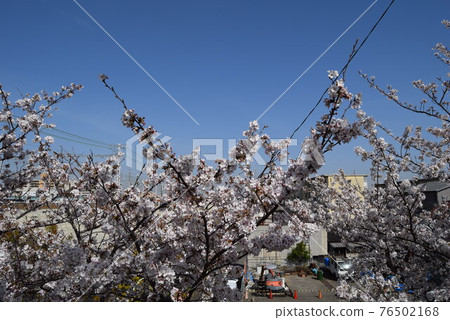 Cherry Blossoms	 76502168