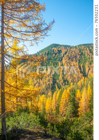 Magical nature in Dolomites at the national park Three Peaks (Tre Cime, Drei Zinnen) during sunset and golden Autumn, South Tyrol, Italy. 76502231