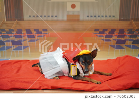 小狗迷你杜賓犬入學典禮一年級書包照片 76502305