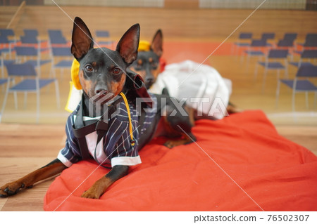 小狗迷你杜賓犬入學典禮一年級書包照片 76502307