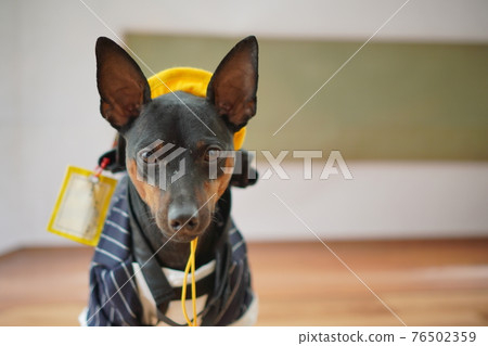 Dog Miniature Pinscher entrance ceremony first grade school bag photo Dog Miniature Pinscher entrance ceremony first grade school bag photo 76502359