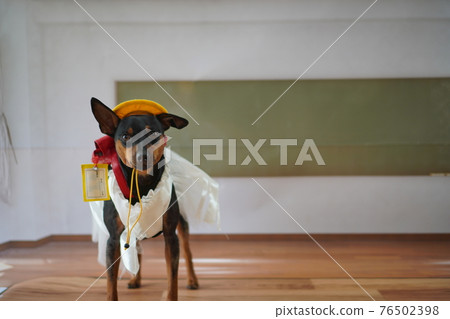 小狗迷你杜賓犬入學典禮一年級書包照片 小狗迷你杜賓犬入學典禮一年級書包照片 76502398