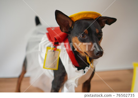 小狗迷你杜賓犬入學典禮一年級書包照片 小狗迷你杜賓犬入學典禮一年級書包照片 76502735