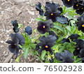 Flock of purple flowers 76502928