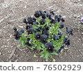 Flock of purple flowers 76502929