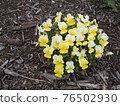 Flock of yellow flowers 76502930