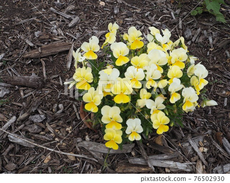 Flock of yellow flowers Flock of yellow flowers 76502930