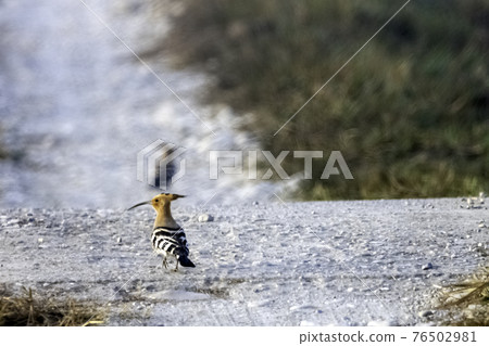 Eurasian hoopoe (Upupa epops)  in Jim Corbett National Park, India 76502981