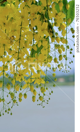 Yellow flowers Blooming in summer. Yellow flowers Blooming in summer. 76503252