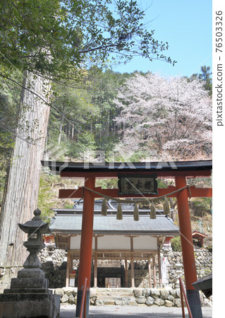 可以感受到許多跡象的“櫻木神社” 76503326