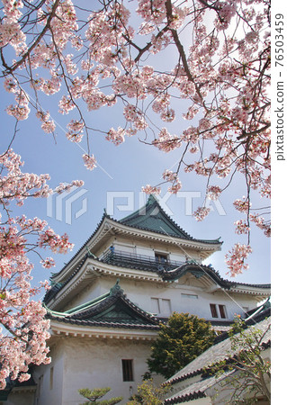 櫻花盛開和和歌山城天守閣和歌山城公園和歌山縣和歌山市 櫻花盛開和和歌山城天守閣和歌山城公園和歌山縣和歌山市 76503459