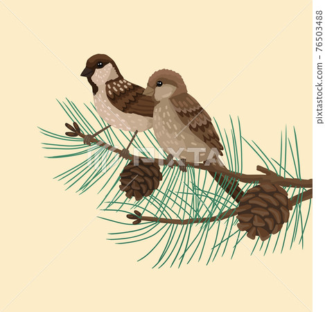 Sparrows, plumage birds, sits on brunch pine... - Stock Illustration  [76503488] - PIXTA