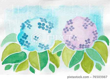 水彩繡球花 76503987