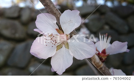 Rotouzakura in Ueda Castle Ruins Park 76504002