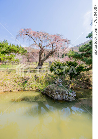 Biden's sanbare cherry tree 76504087