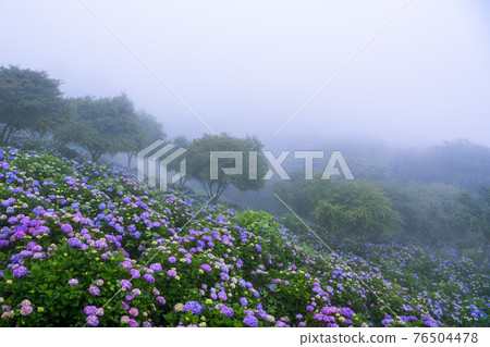（埼玉/美濃山公園）盛開的繡球花在霧中裝飾山面 76504478