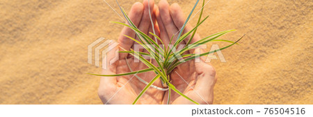 Hands holding tree growing in desert, hands growing tree, save the world, environmental problems, cut tree BANNER, LONG FORMAT Hands holding tree growing in desert, hands growing tree, save the world, environmental problems, cut tree BANNER, LONG FORMAT 76504516