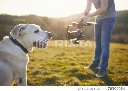 Cute dog posing for filming on meadow Cute dog posing for filming on meadow 76504984