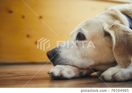 Portrait of old dog at home 76504985