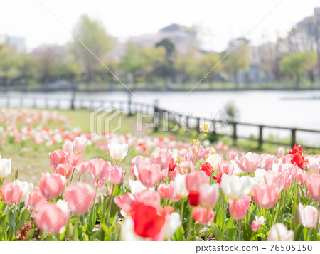 Tulips and ponds blooming all over Tulips and ponds blooming all over 76505150