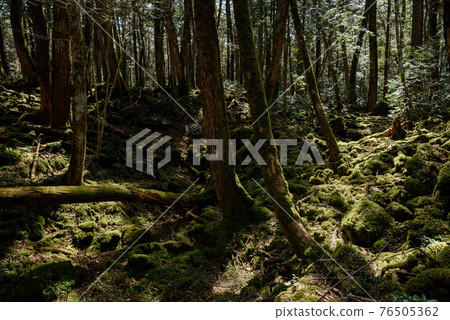 (Yamanashi Prefecture) The dim Aokigahara Jukai where nature remains 76505362