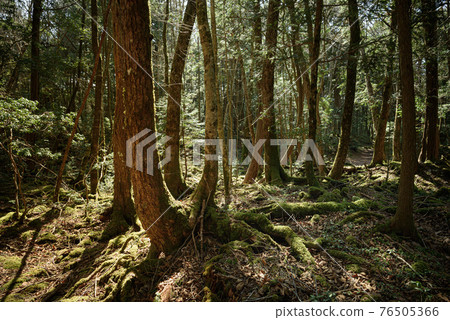 (山梨縣)青木原樹海之森 (山梨縣)青木原樹海之森 76505366