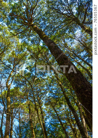 (Yamanashi Prefecture) Looking up at the trees of Aokigahara Jukai (Yamanashi Prefecture) Looking up at the trees of Aokigahara Jukai 76505367