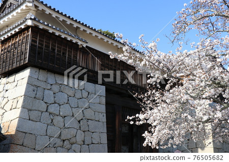 Spring Iyo Matsuyama Castle 76505682