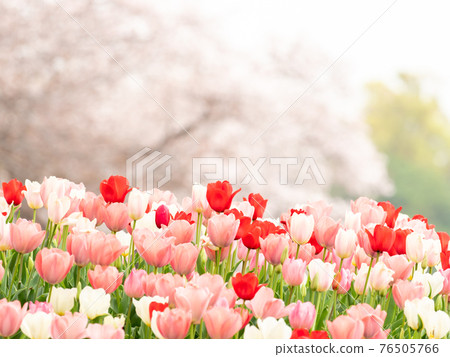 Spring tulip Spring tulip 76505766